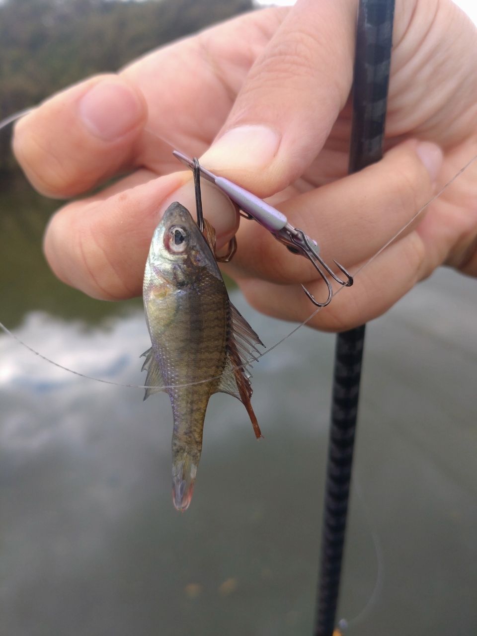 SHIMANO 20ゾディアス 164L-BFSの最安値・インプレ・釣果 | 本音の