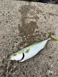 ツバイソの釣果