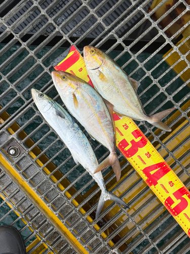 宮津市海洋釣り場