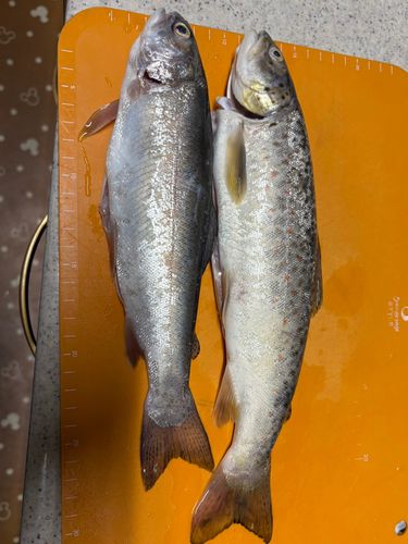 レインボートラウトの釣果