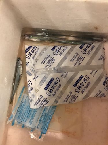 イワシの釣果