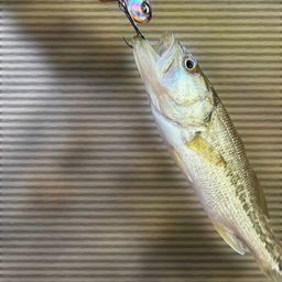 ブラックバス