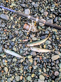 サバの釣果