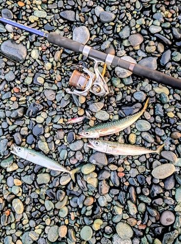 サバの釣果