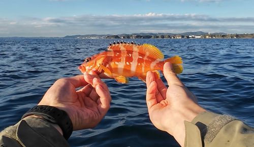 アカハタの釣果