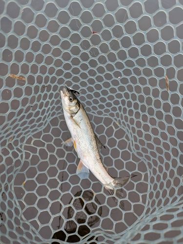 ウグイの釣果