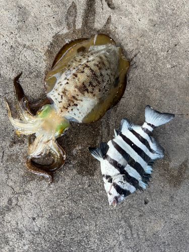 アオリイカの釣果