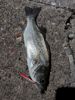 セイゴ(ヒラスズキ)の釣果