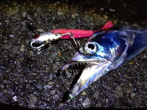 タチウオの釣果