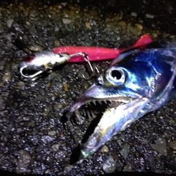 タチウオ