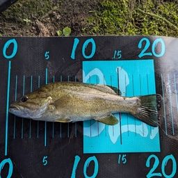 スモールマウスバス