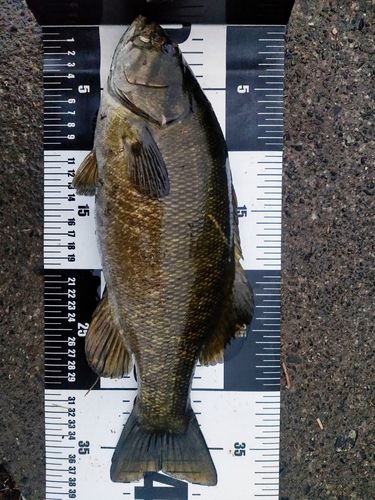 スモールマウスバスの釣果