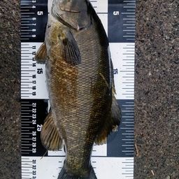 スモールマウスバス