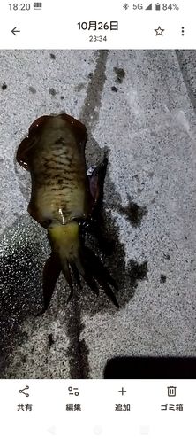 アオリイカの釣果
