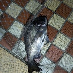 クロダイ