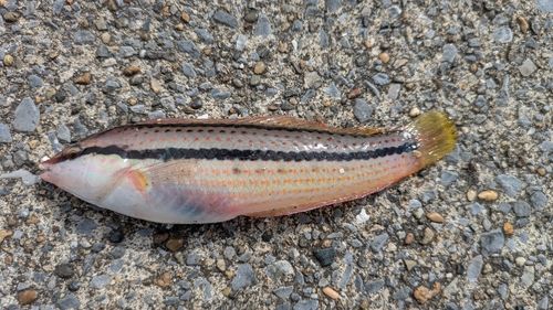 キュウセンの釣果