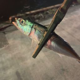 サバ