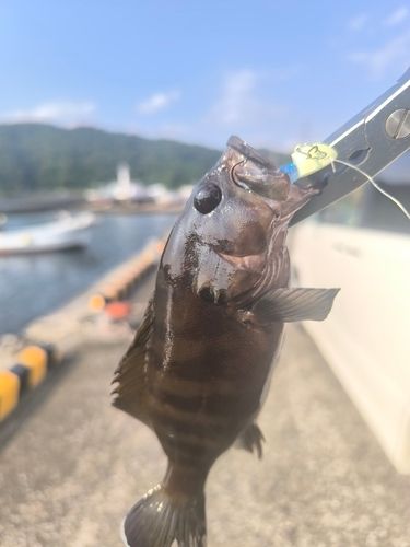 ヤミハタの釣果