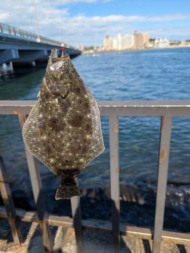 ソゲの釣果