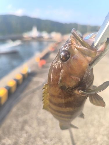 ヤミハタの釣果