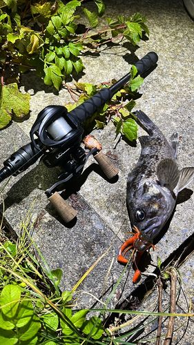 クロソイの釣果