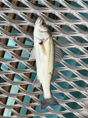 本牧海づり施設