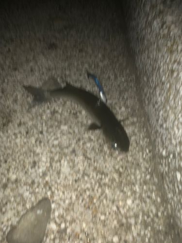 ボラの釣果