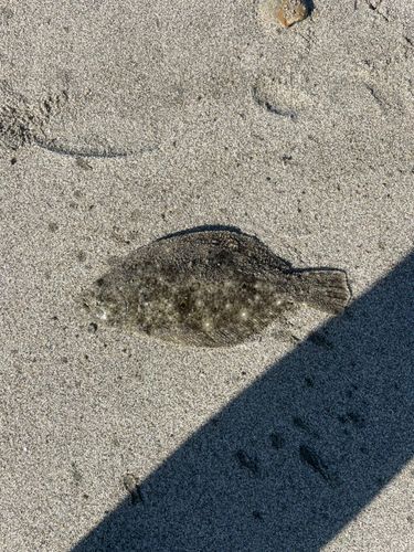 ソゲの釣果
