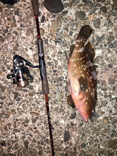 キジハタの釣果