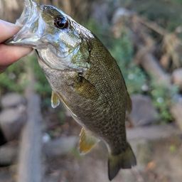 スモールマウスバス