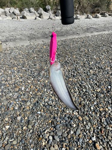 シタビラメの釣果