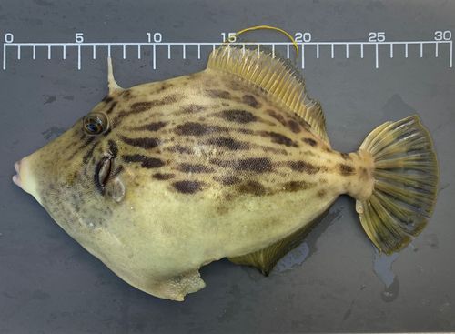 カワハギの釣果