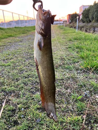 ナマズの釣果