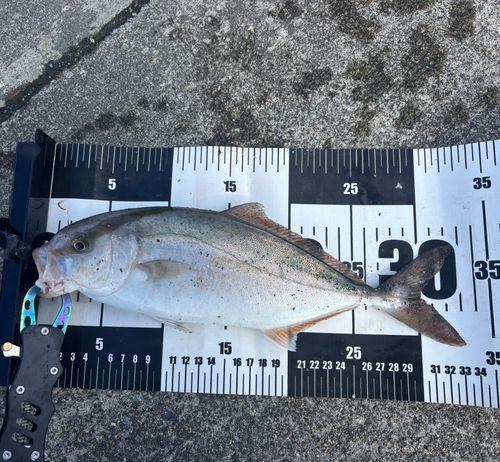 釜石湾