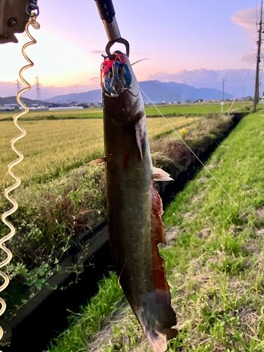 ナマズの釣果