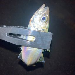 アジ