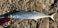 サゴシの釣果