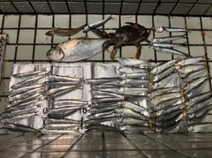 カタクチイワシの釣果