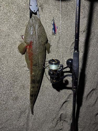マゴチの釣果