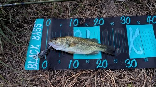 ラージマウスバスの釣果