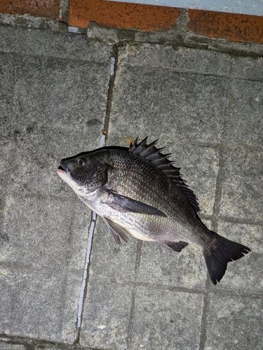 クロダイの釣果