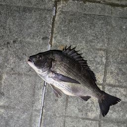 クロダイ