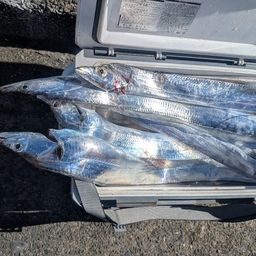 タチウオ