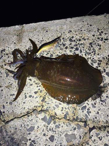 七尾北湾