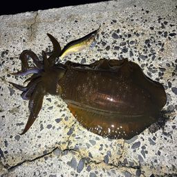 アオリイカ