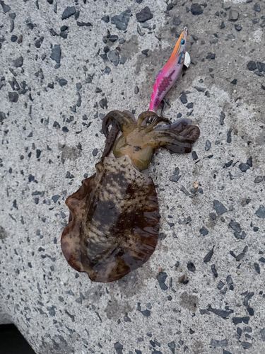 アオリイカの釣果