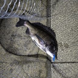 クロダイ