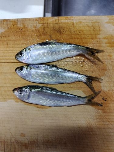 サッパの釣果