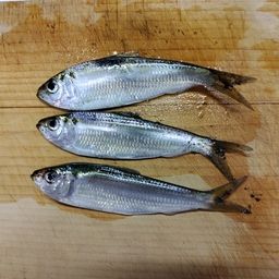 サッパ