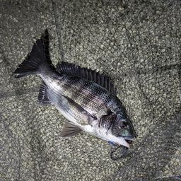 クロダイ